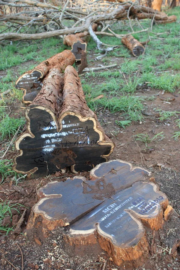 African Black Wood